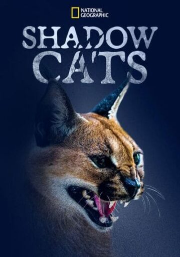 แมวแห่งเงา (Shadow Cats) 2022